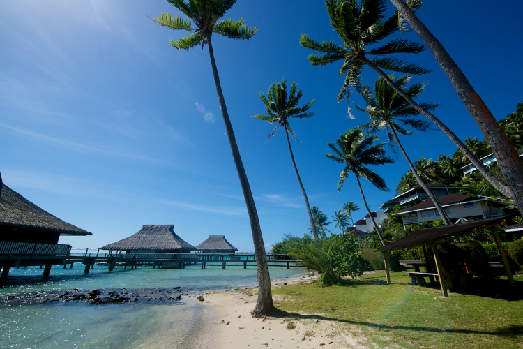 Bora Bora Beach and Palm Trees